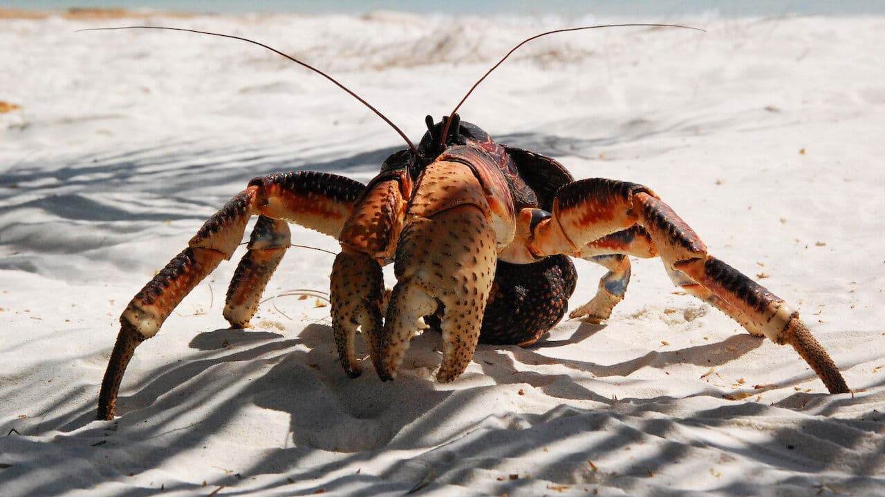 Backdrop – Aldabra: Byl jednou jeden ostrov
