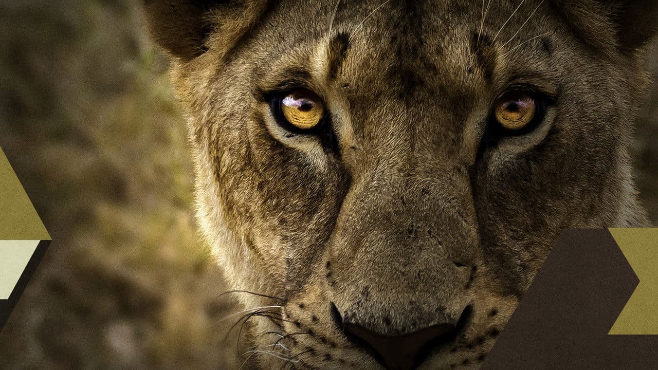 Backdrop – Malika the Lion Queen