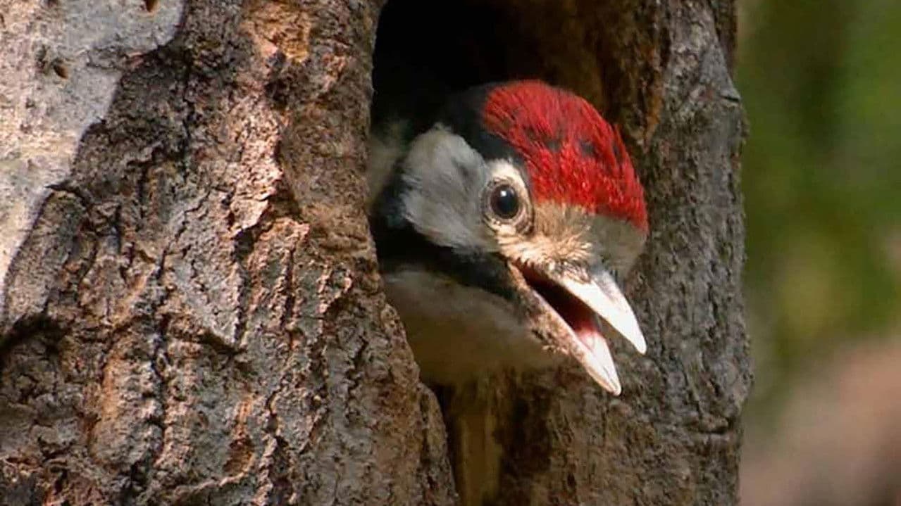 Backdrop – Refúgio dos Pássaros