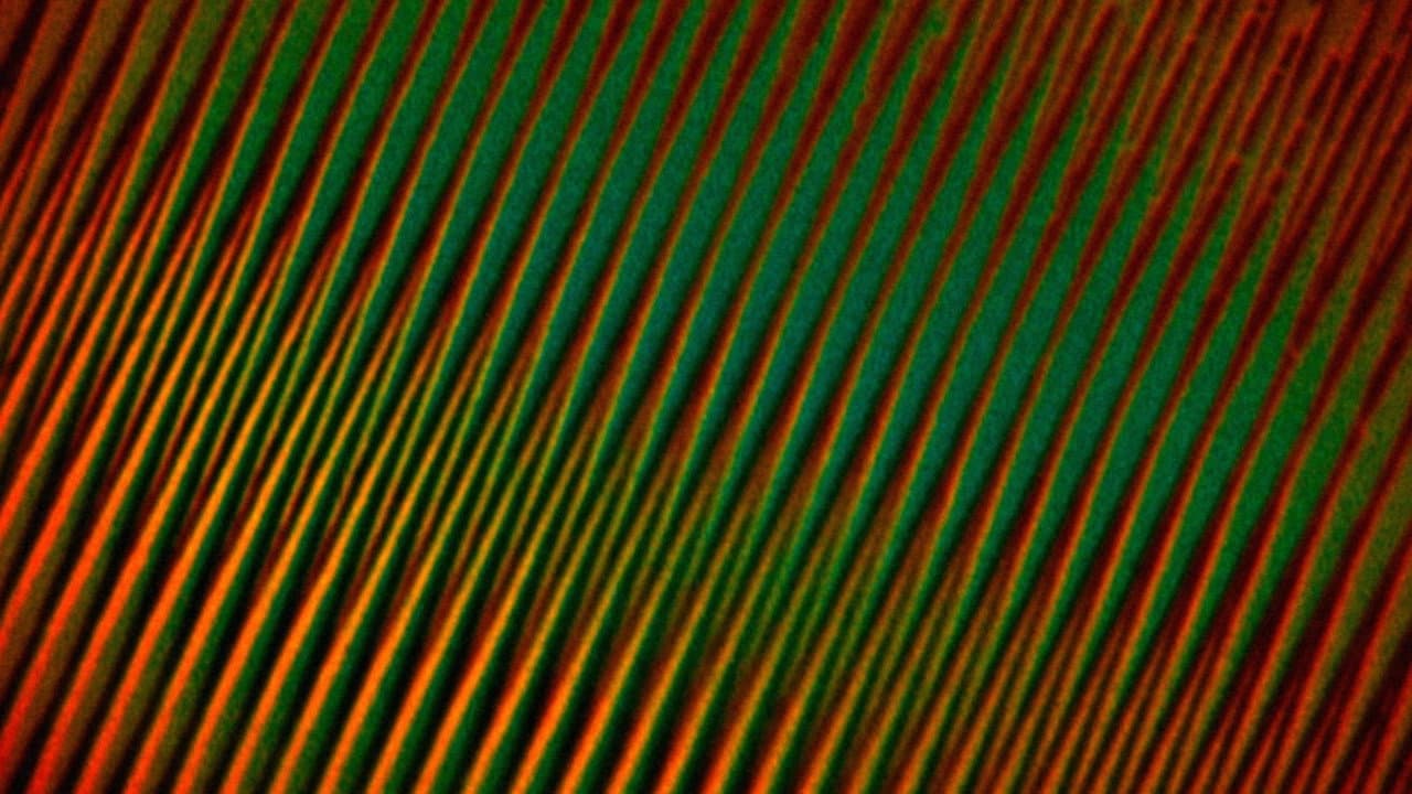 Backdrop – Flim Flam