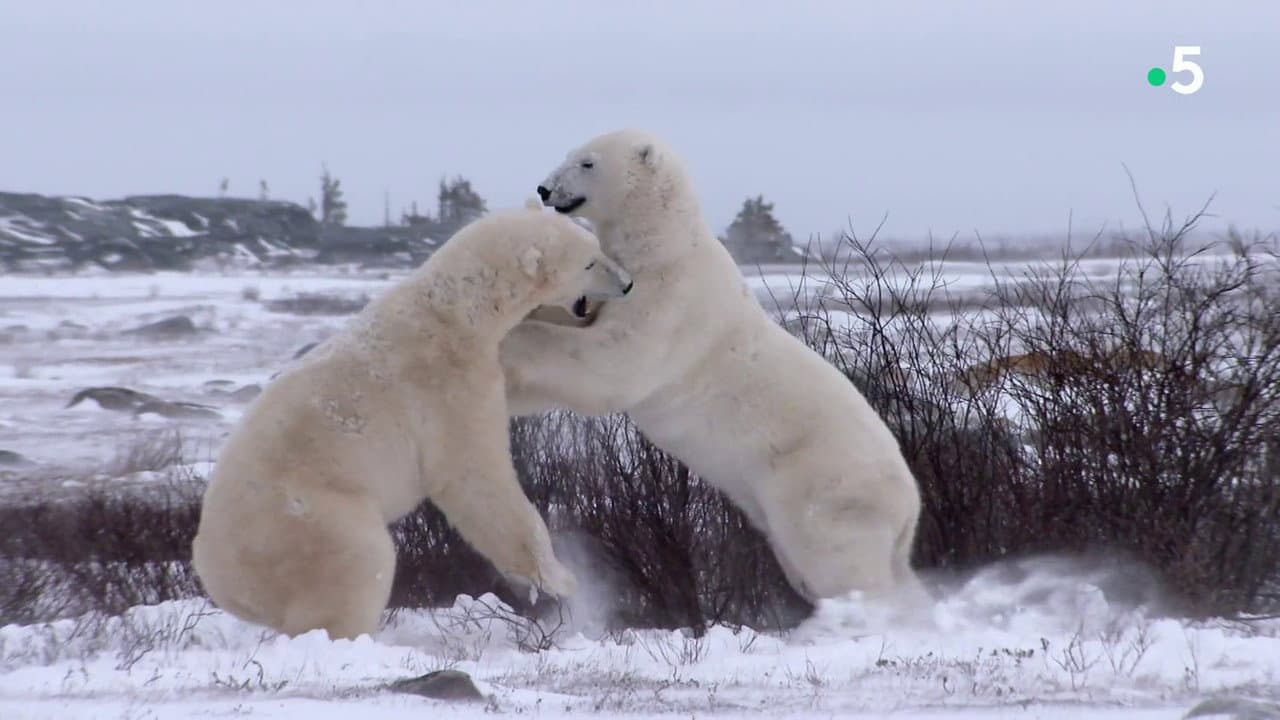 Backdrop – L'homme qui aimait les ours