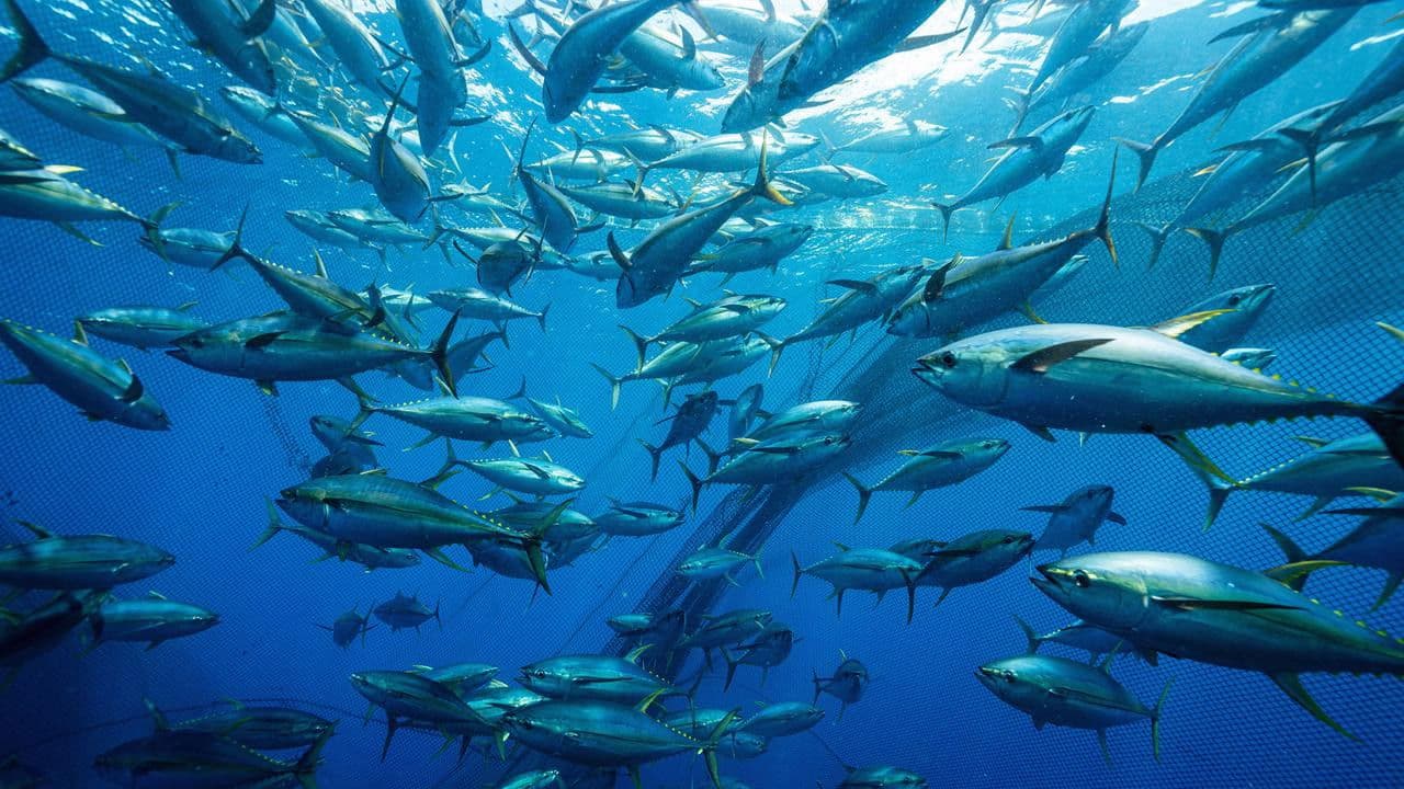 Backdrop – Thunfisch - Der bedrohte Jäger