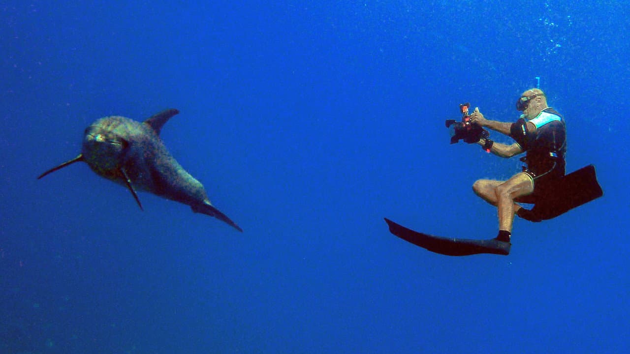 Backdrop – Homme et Dauphin : Mode d’emploi