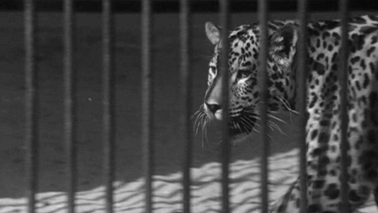 Backdrop – Zoo