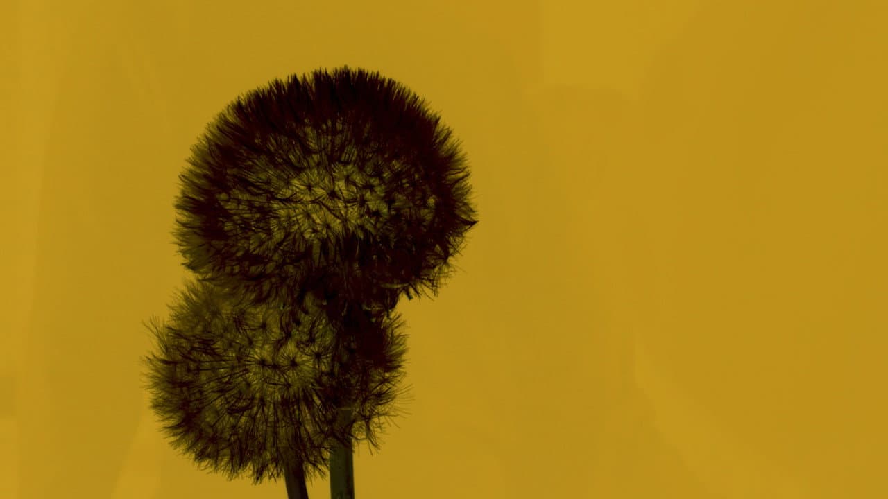 Backdrop – Cuota No Mortuoria