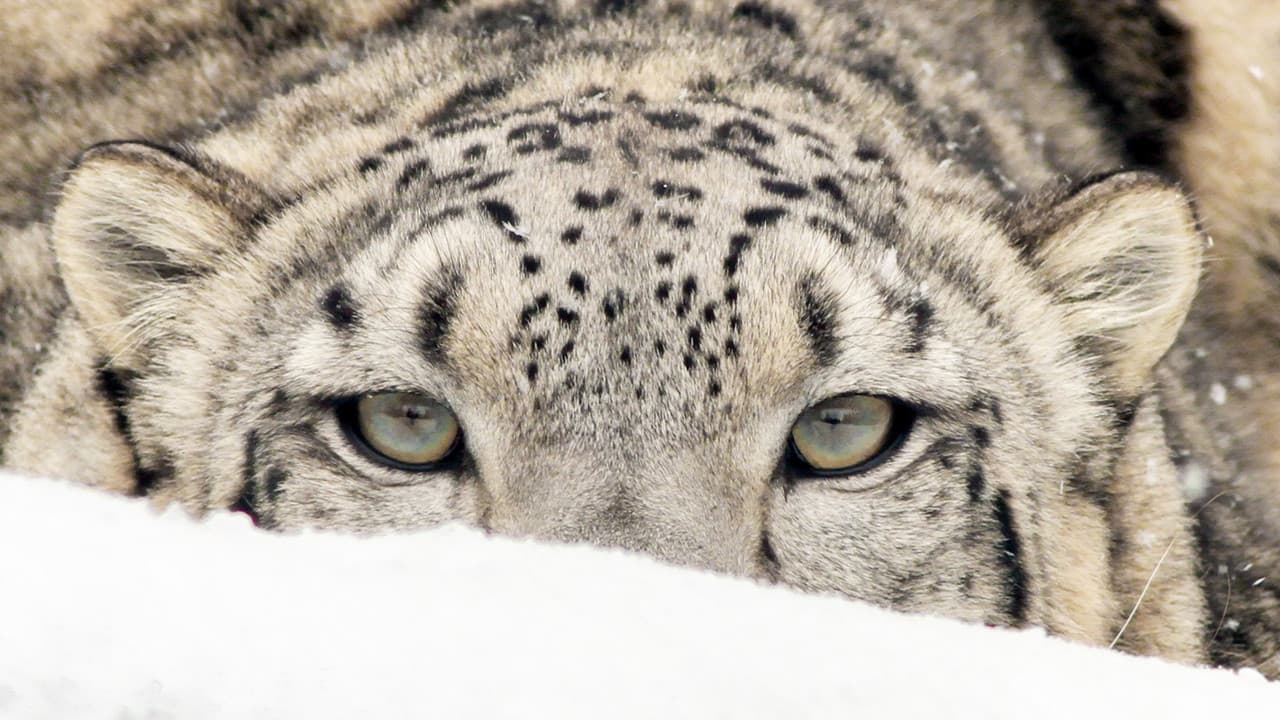 Backdrop – Himalaya - Heimat der Schneeleoparden