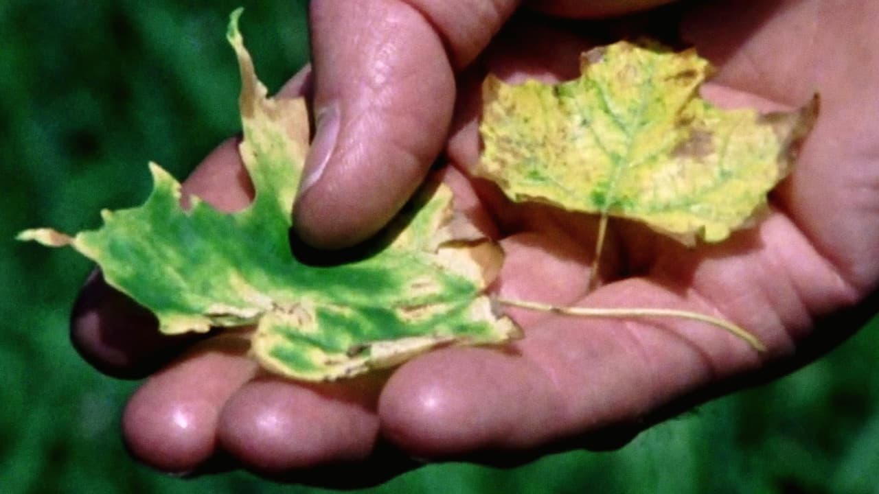 Backdrop – Trouble in the Forest