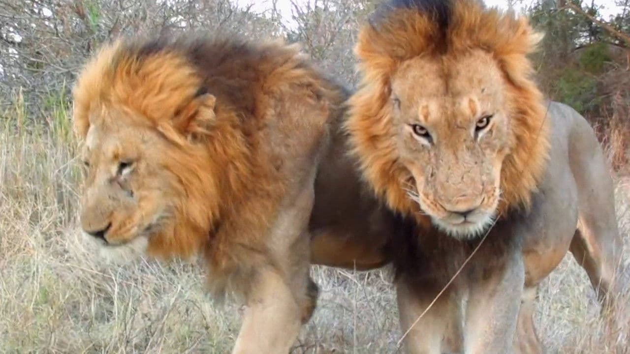 Backdrop – Cecil: The Legacy of a King