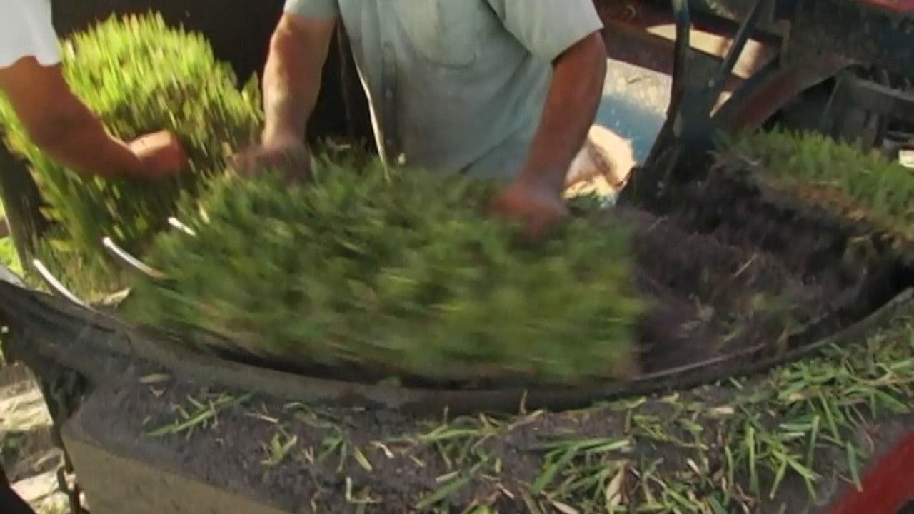 Backdrop – Gimme Green