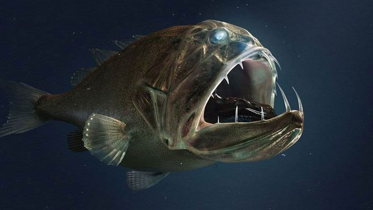 Backdrop – Voyage dans les abysses