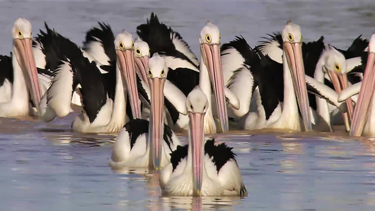 Backdrop – Die Reise der Pelikane - Australiens Outback-Wunder