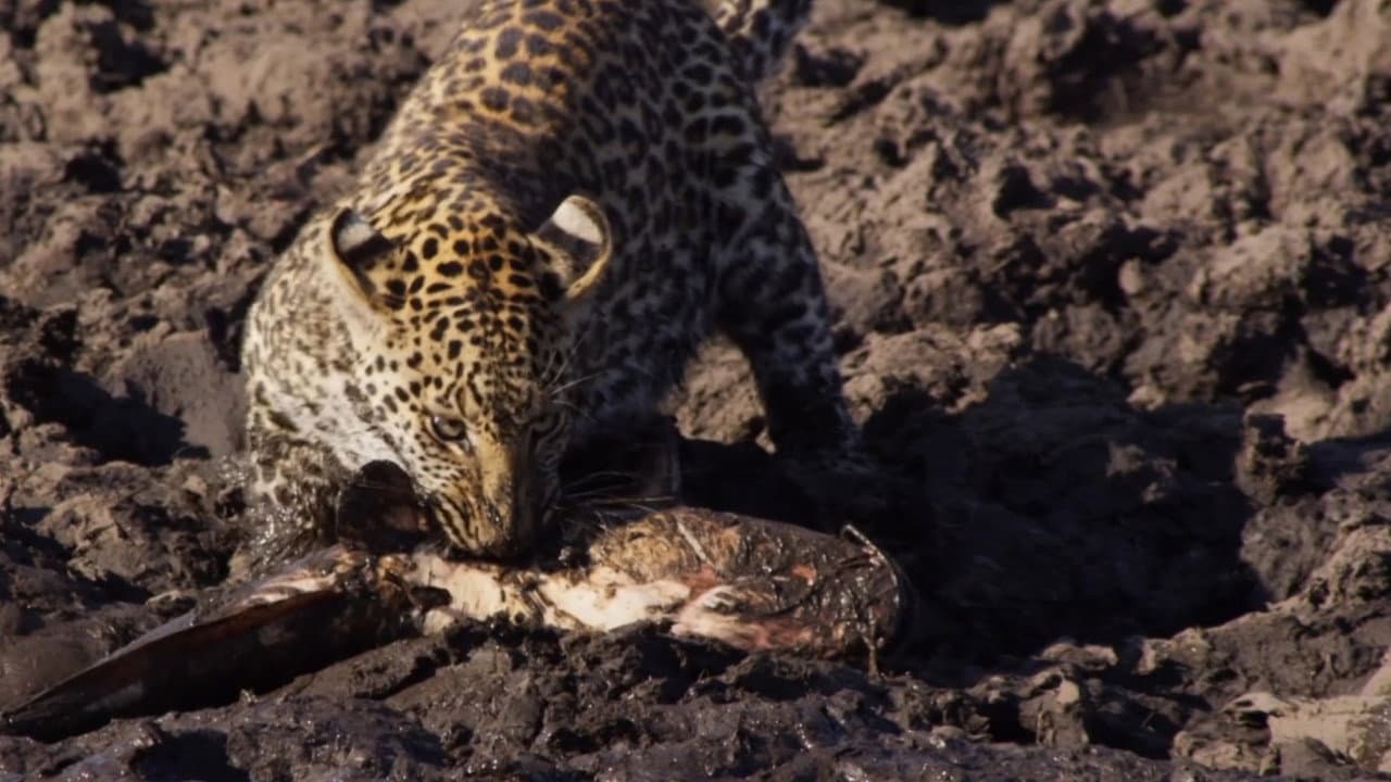 Backdrop – Africa's Fishing Leopards