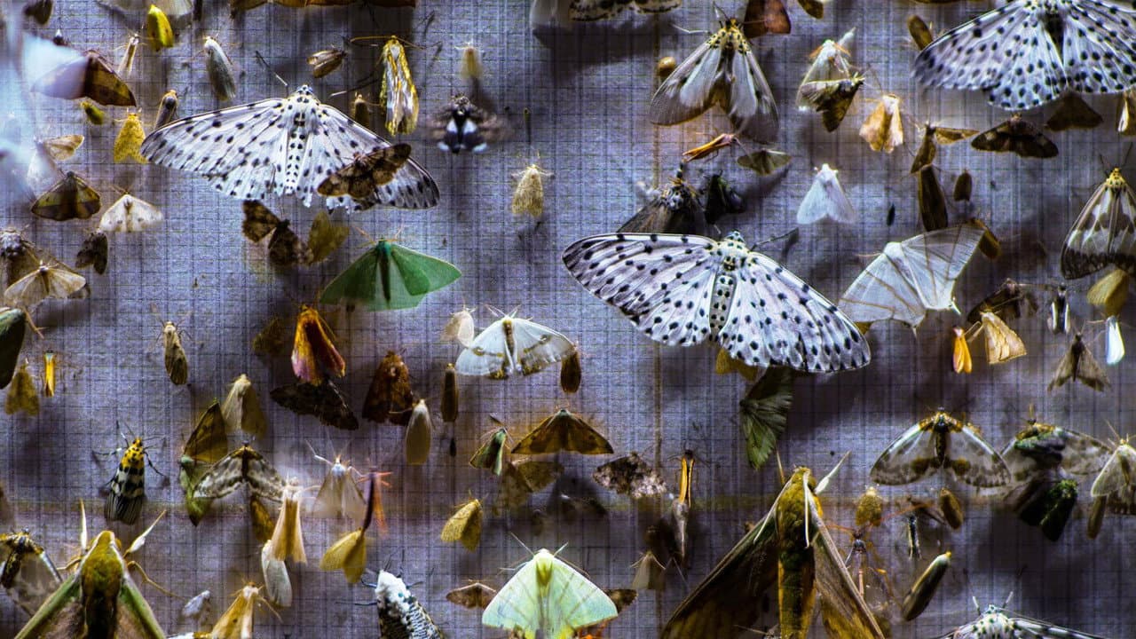 Backdrop – Nocturnes