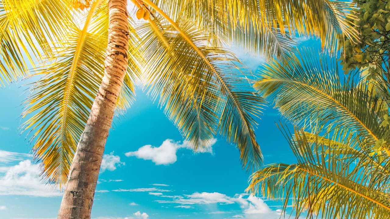 Backdrop – Abenteuer Karibik