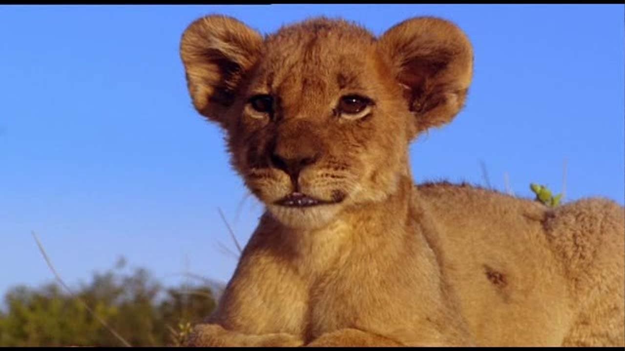 Backdrop – Pride - Das Gesetz der Savanne