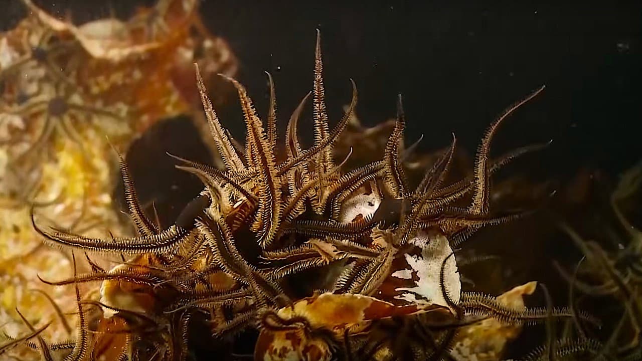Backdrop – Alien Reefs