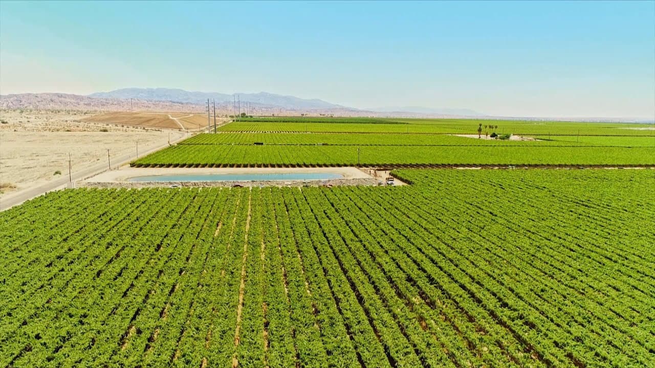 Backdrop – The Green Desert
