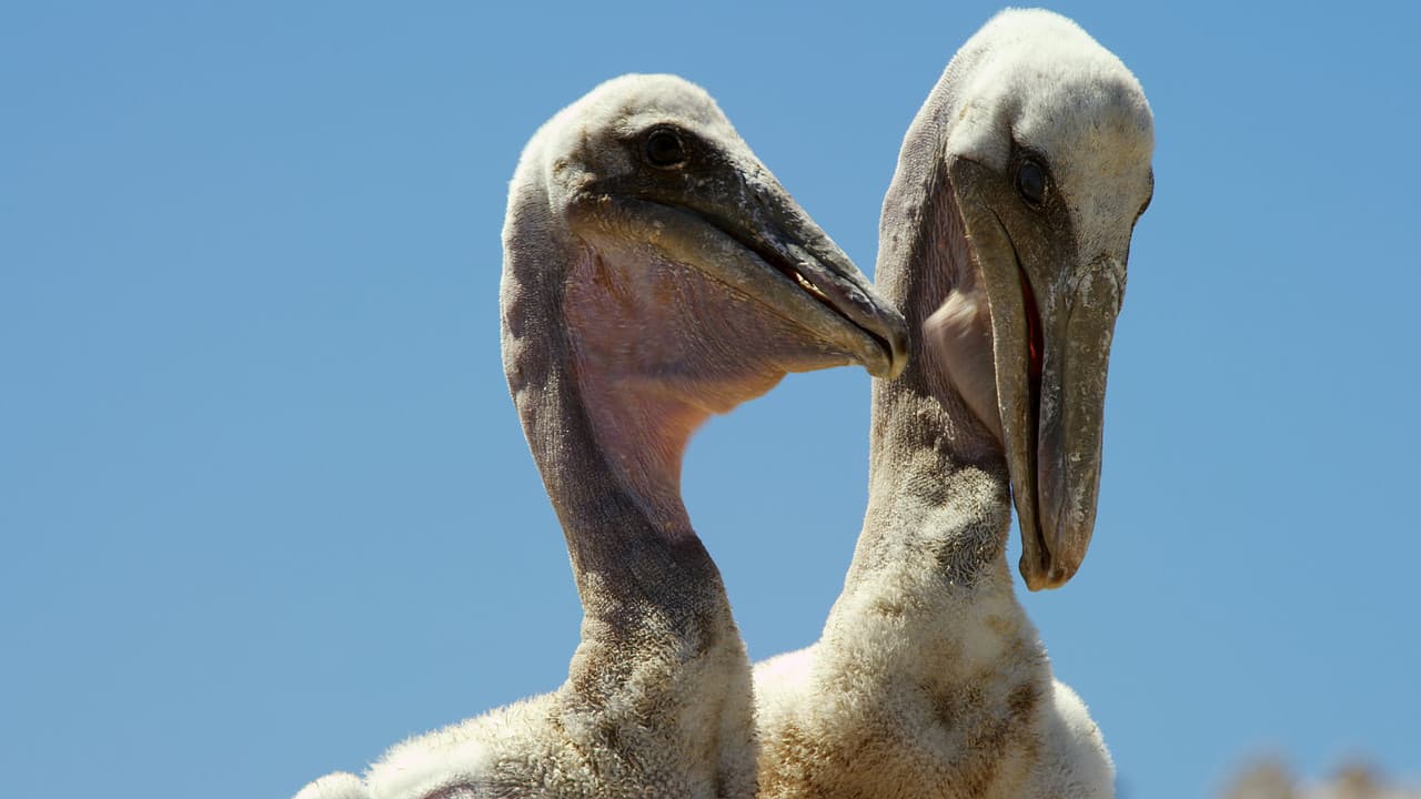 Backdrop – Der wilde Pazifik - Die Schönheit des Lebens