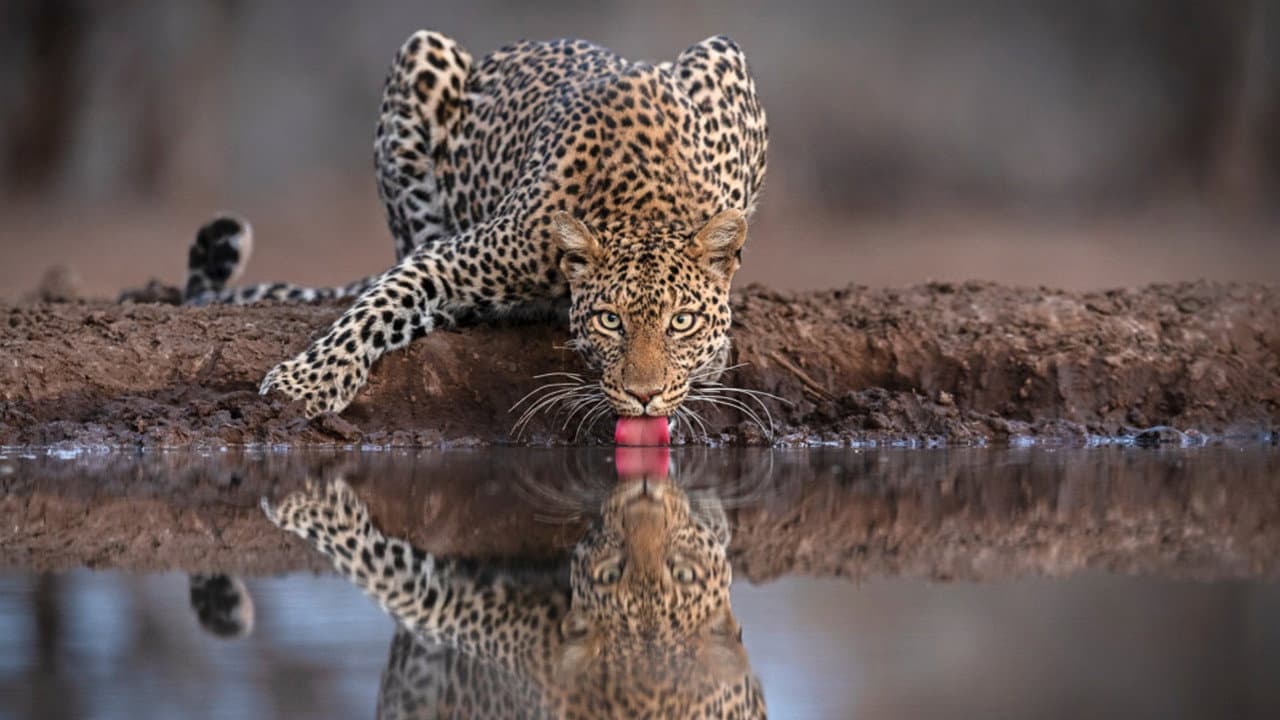 Backdrop – Mashatu: Land der Leoparden