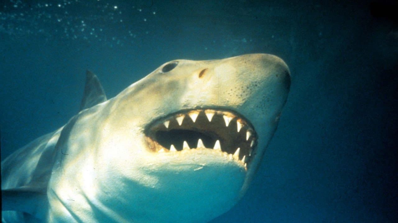 Backdrop – Shark Terror: The Real Jaws