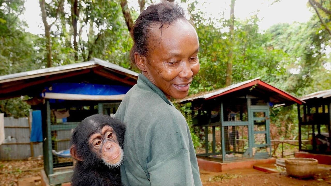 Backdrop – Chimp School