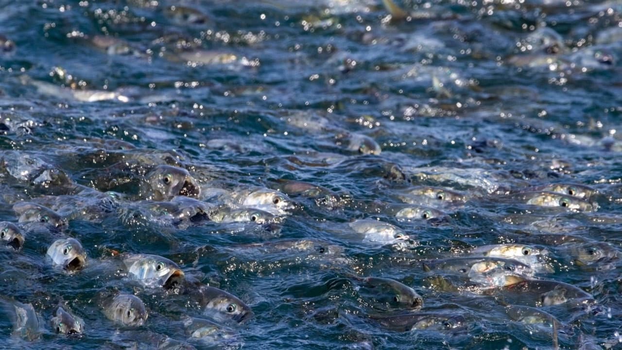 Backdrop – The Biggest Little Fish You've Never Seen