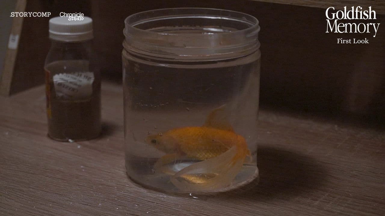 Backdrop – Goldfish Memory