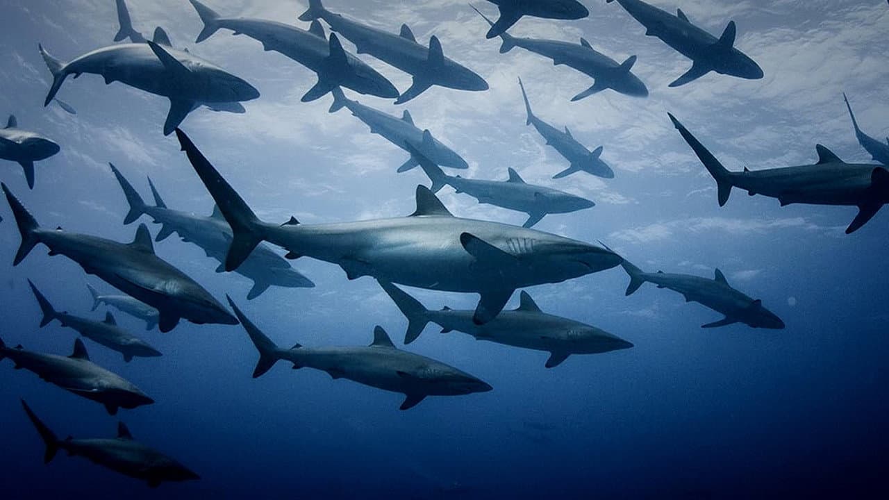 Backdrop – Extinct or Alive: Land of the Lost Sharks