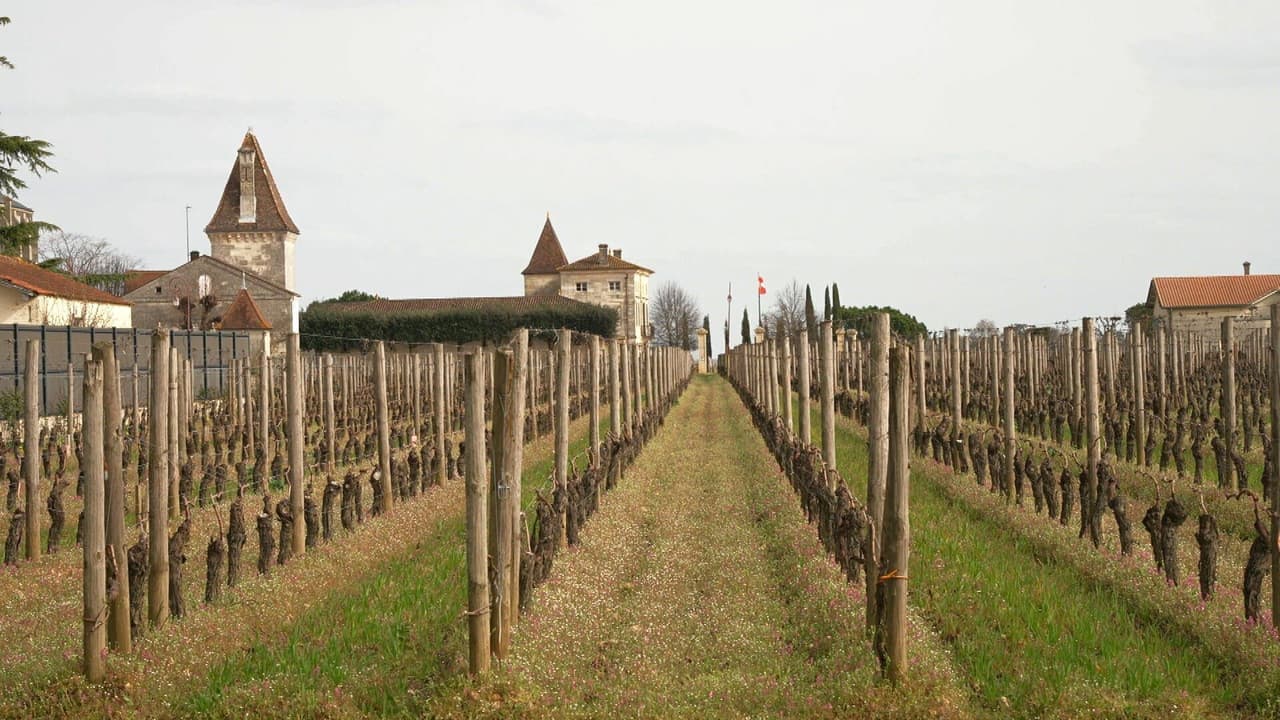 Backdrop – Labels : Des verts et des pas mûrs