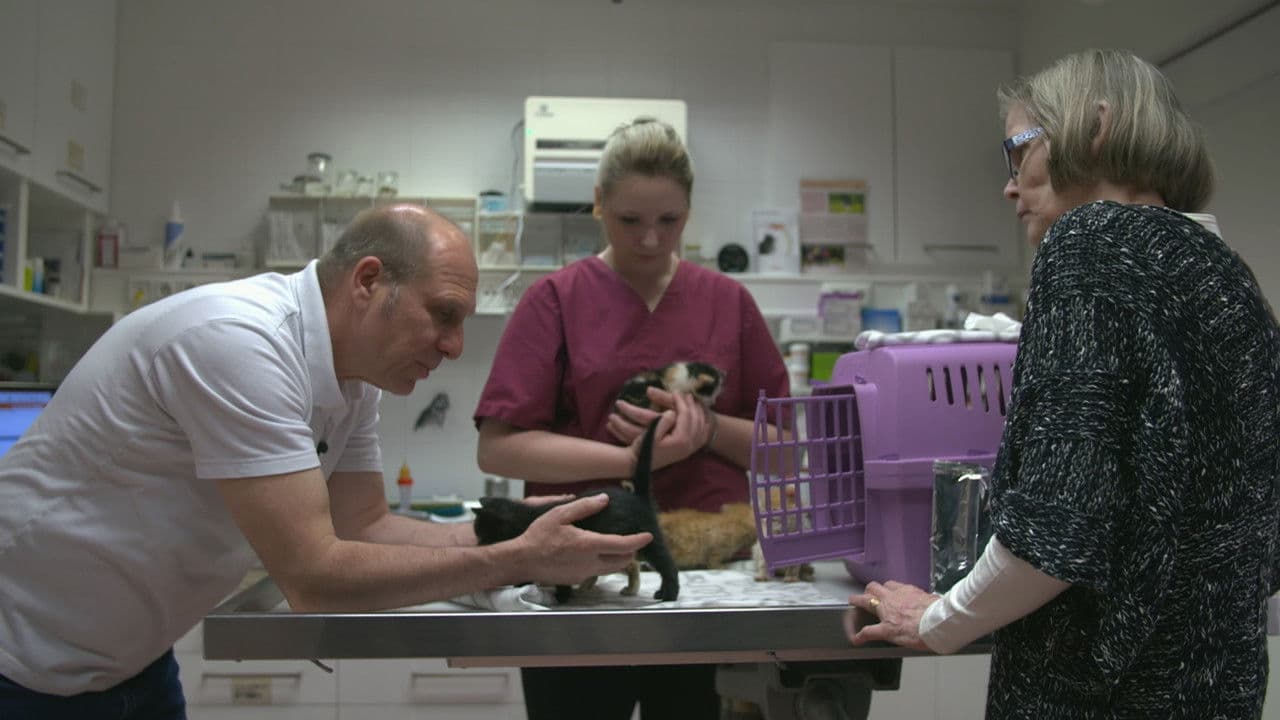 Backdrop – Wilde Miezen - Katzen allein unterwegs