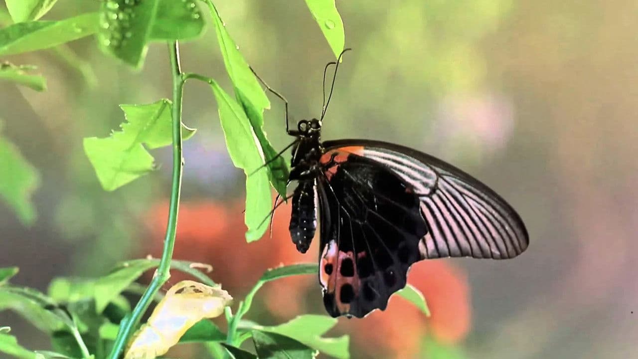 Backdrop – Bugs! Abenteuer Regenwald 3D