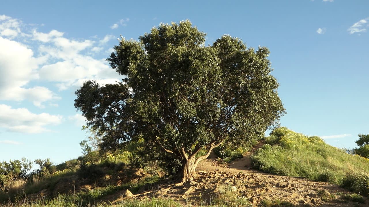 Backdrop – Les distàncies