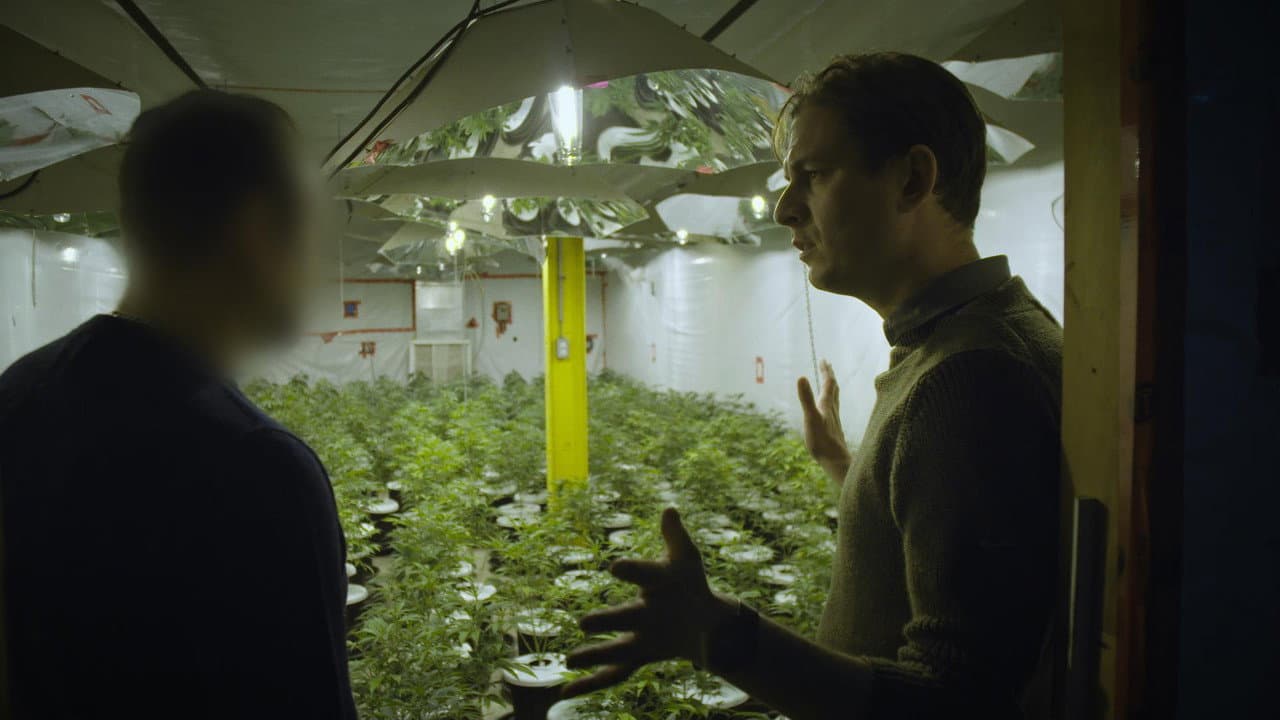 Backdrop – Cannabis illégal