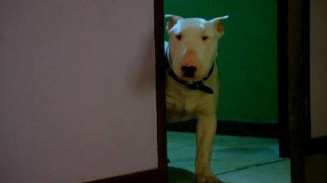 Backdrop – Bell mir das Lied vom Tod