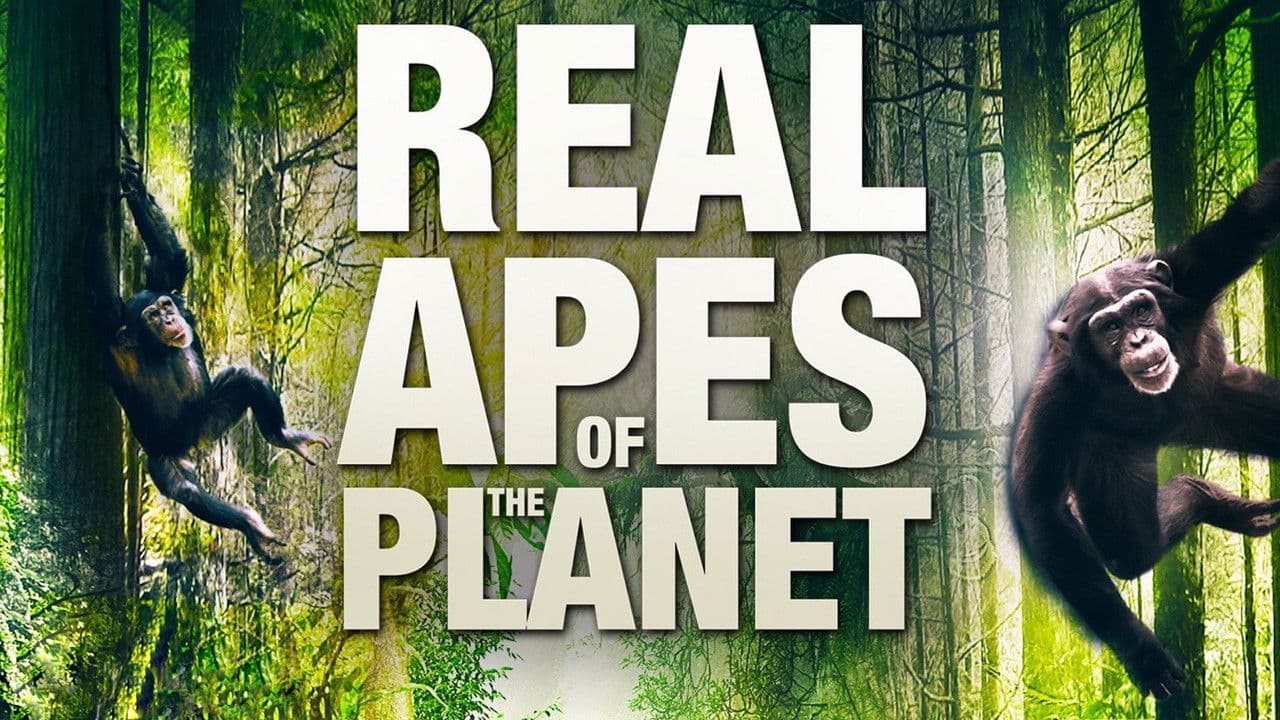 Backdrop – The Real Apes of the Planet
