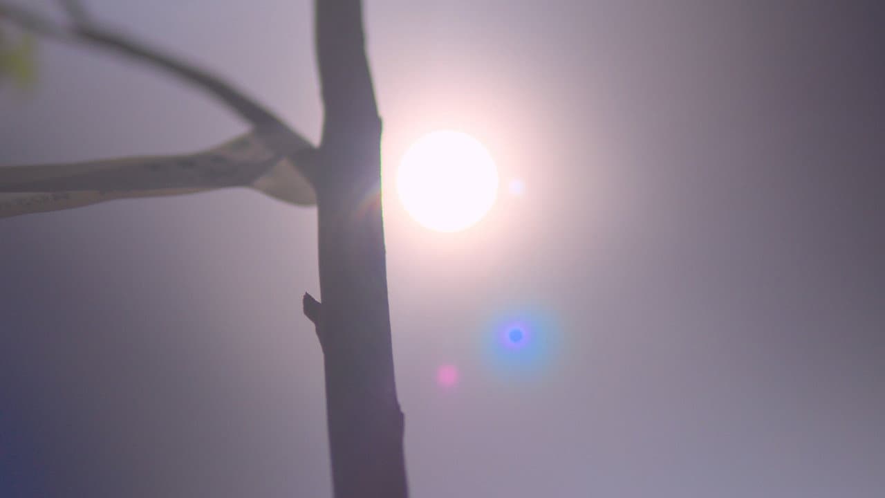 Backdrop – Raízes Perdidas