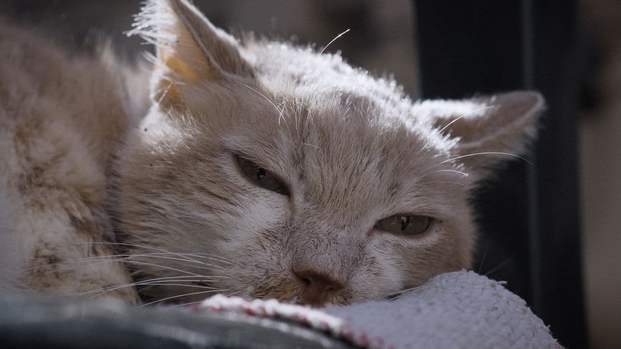 Backdrop – Per Amore Dei Gatti