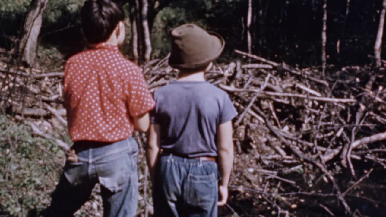 Backdrop – Beaver Dam