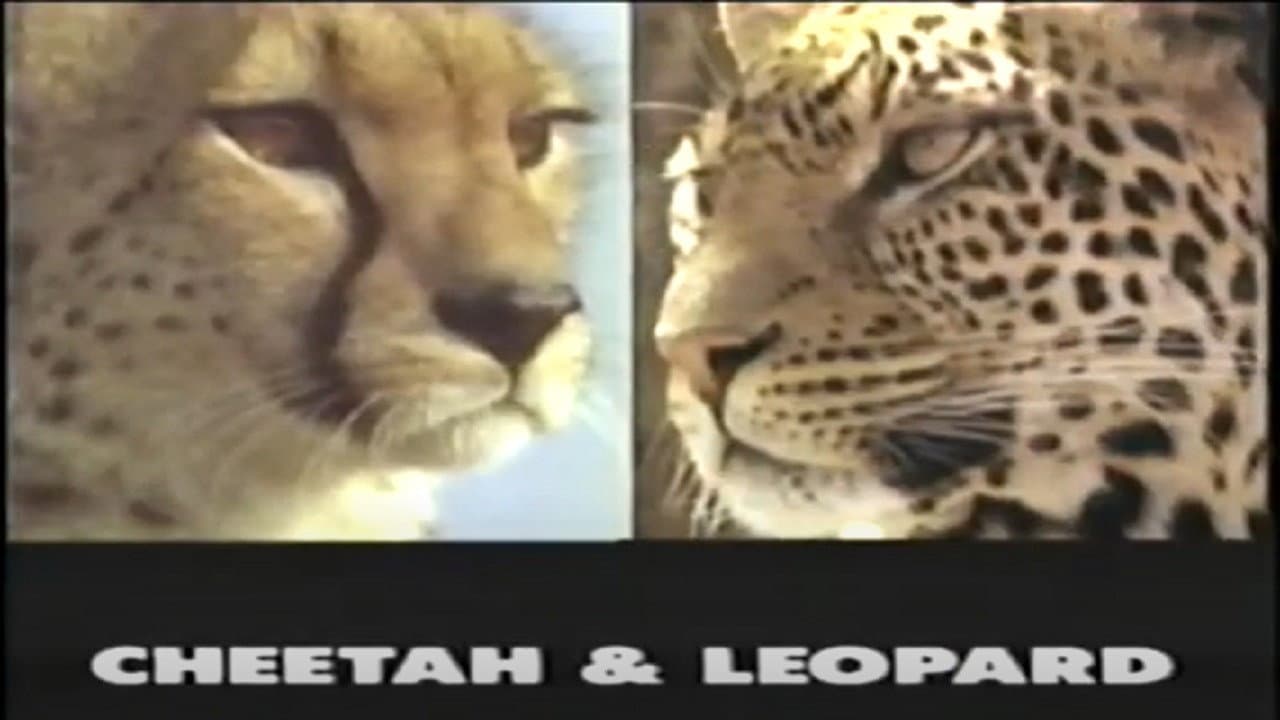 Backdrop – Predators of the Wild: Cheetah and Leopard