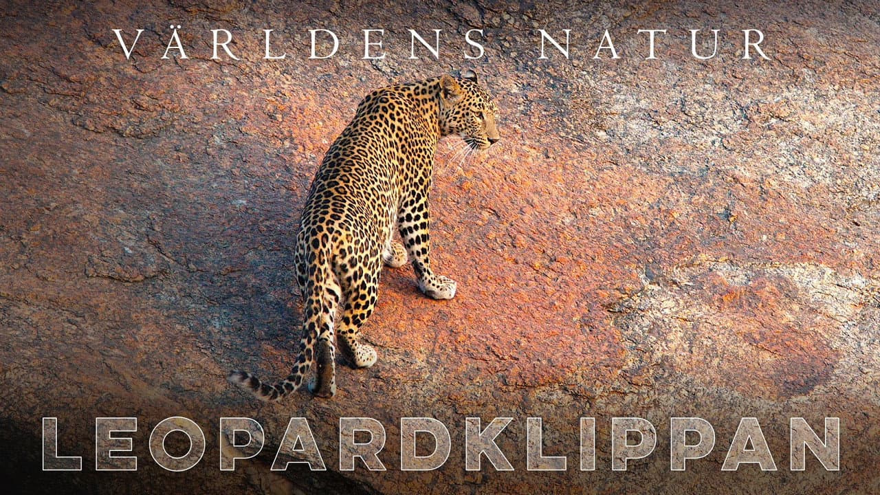 Backdrop – The Leopard Rocks