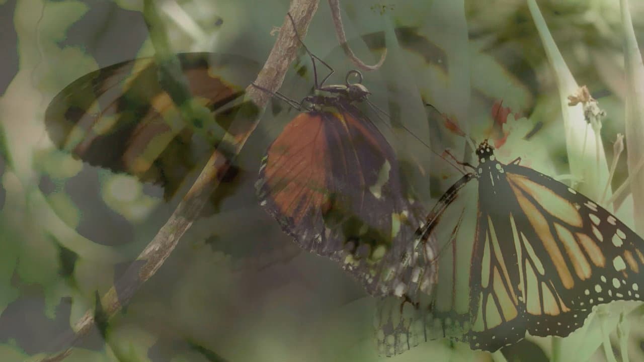 Backdrop – Las mariposas vuelan
