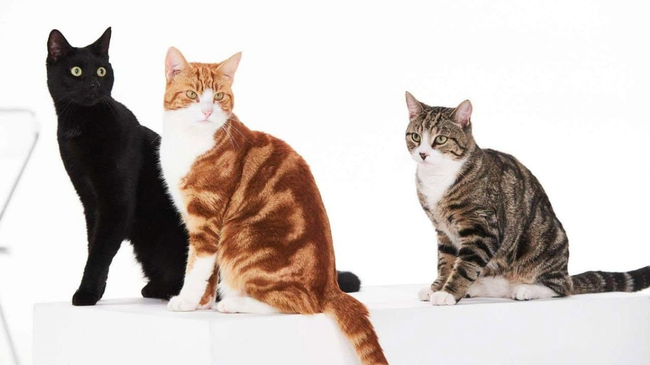 Backdrop – Cat Tales