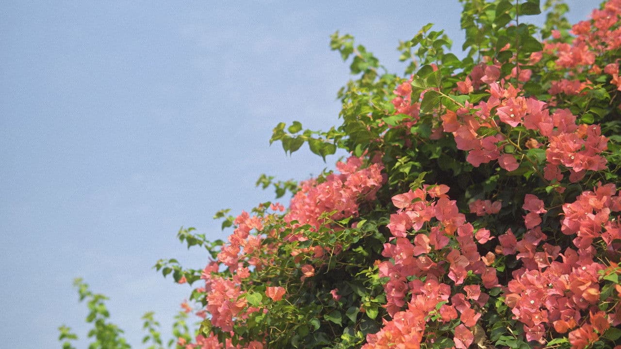 Backdrop – Pink&Pastel