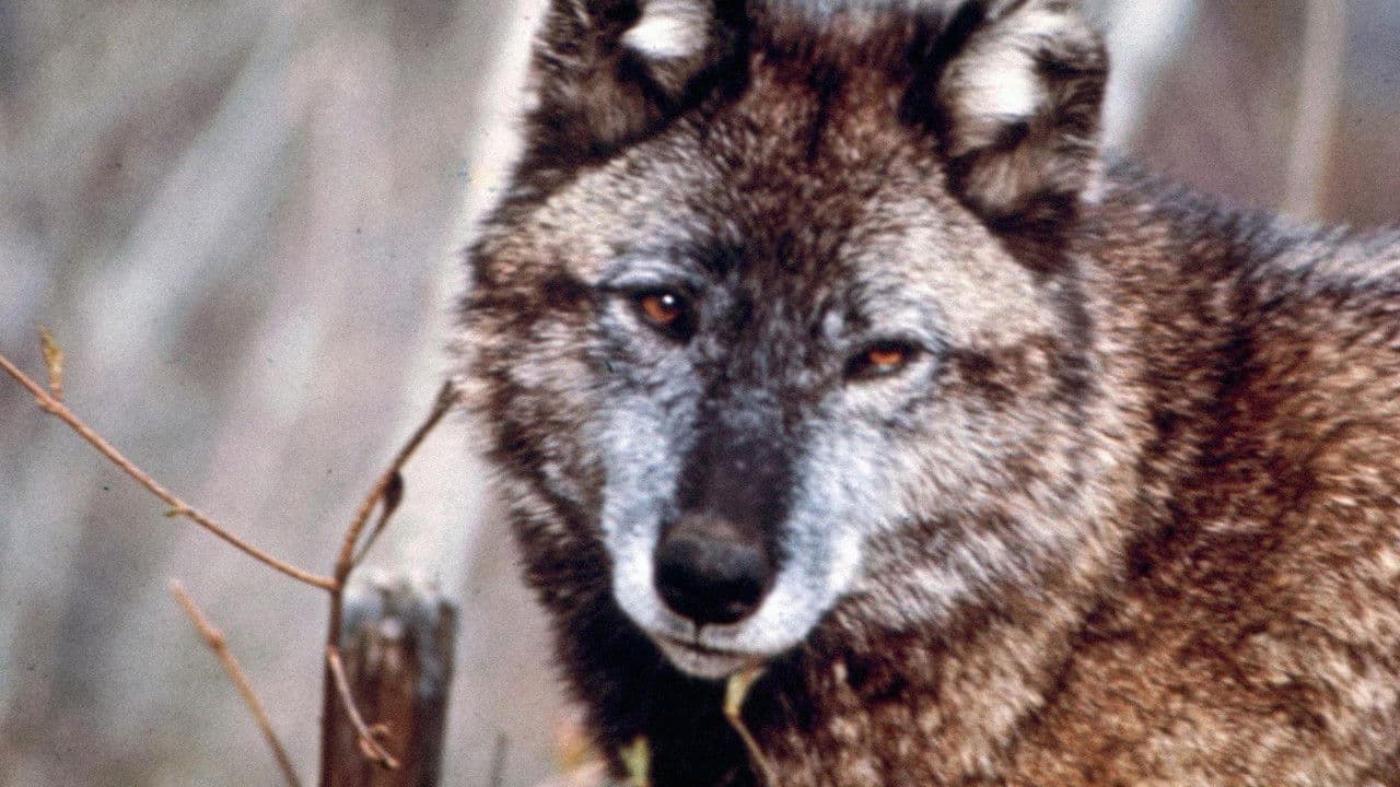 Backdrop – Death of a Legend