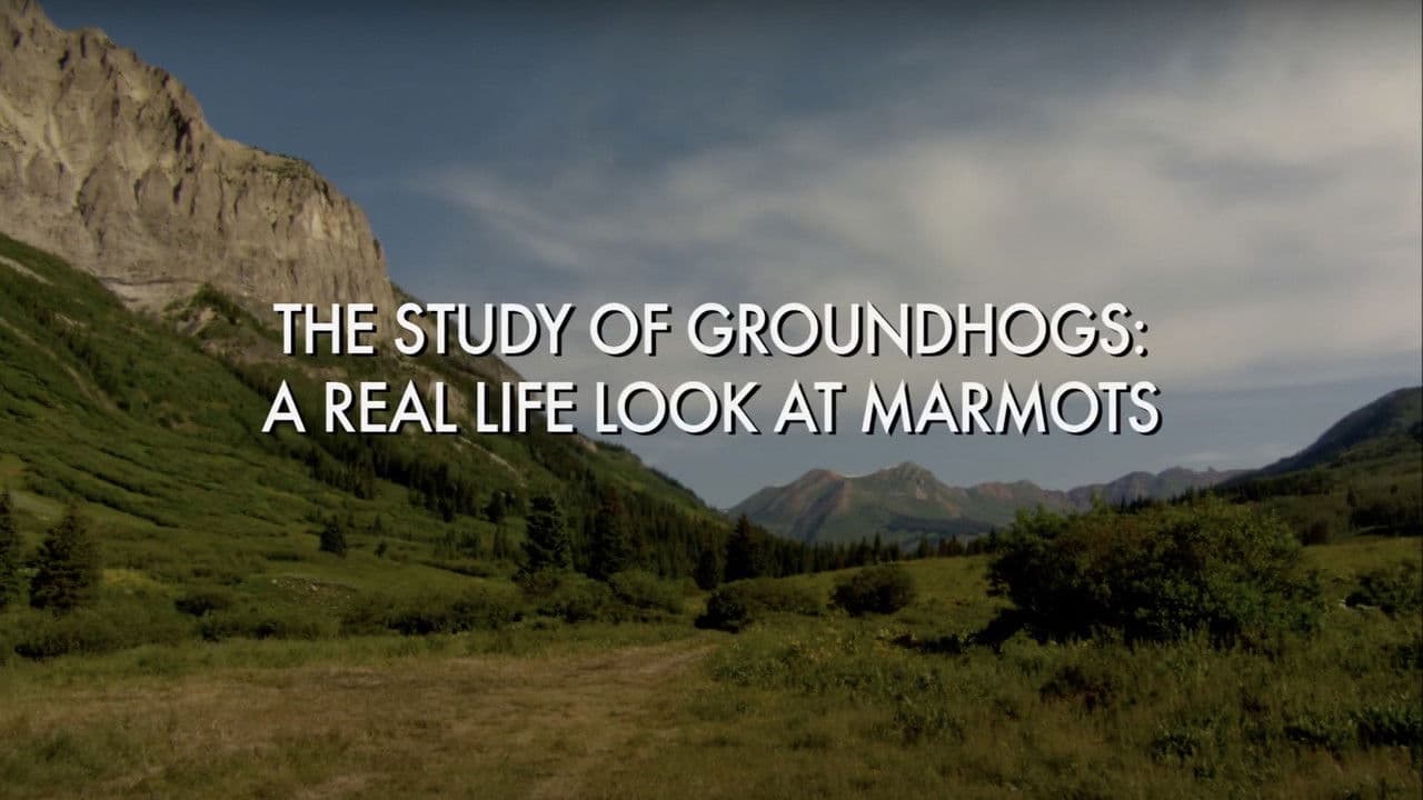 Backdrop – The Study Of Groundhogs: A Real Life Look At Marmots