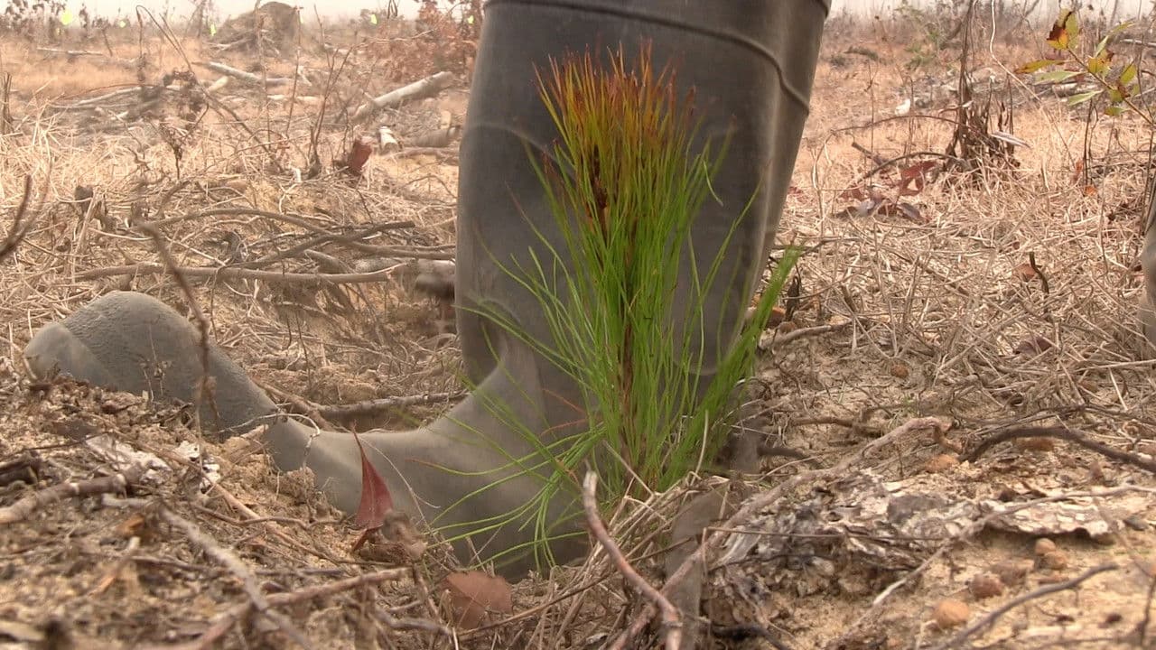 Backdrop – A Thousand Pines