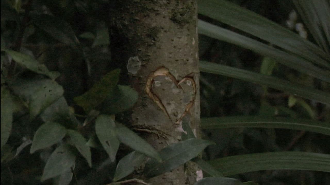 Backdrop – Sofia Foi