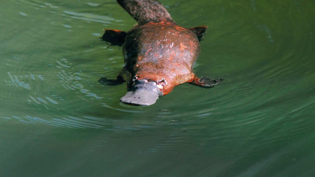 Backdrop – Platypus: World's Strangest Animal