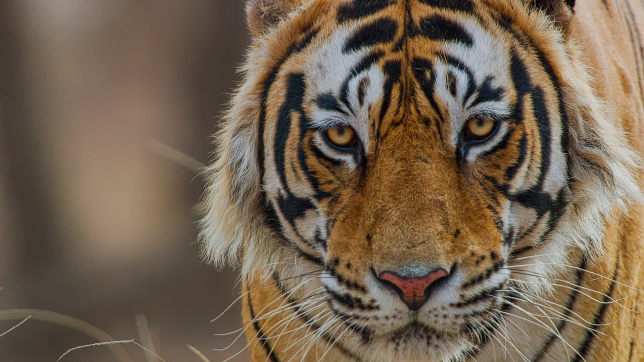 Backdrop – Tiger