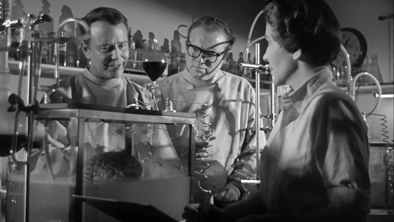 Backdrop – Donovans Hirn